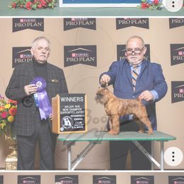 Brussels Griffon puppies from Last Knight Kennels and Greyhawk Kennels