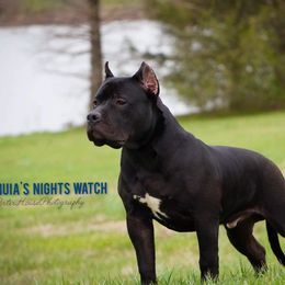 American Bully Puppies from Manuia Kennels