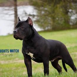 American Bully Puppies from Manuia Kennels
