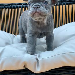 Mack - Blue male French Bulldog puppy in Minneapolis, Minnesota from Flyazz Frenchies Kennels