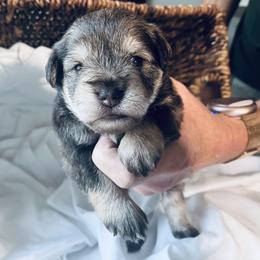 Ms. Coco - Liver female Miniature Schnauzer puppy in Pensacola, Florida from Reservoir Dogs