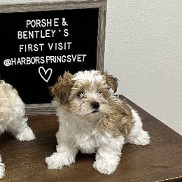 Maltese, Morkies, and Yorkshire Terriers from Royal Breeze Puppies
