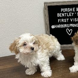 Maltese, Morkies, and Yorkshire Terriers from Royal Breeze Puppies