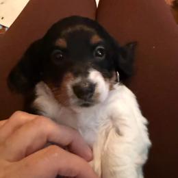 Lilly - Black and cream female Dachshund puppy in Fort Worth, Texas from Louis' Litters