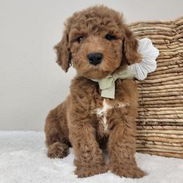 Rusty - Red  male Goldendoodle puppy in Temecula, California from Oodles O'Doodles