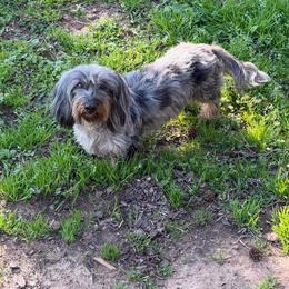 Roxie - Dachshund