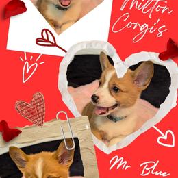 Boy 1 - Blue Collar - White and red male Pembroke Welsh Corgi puppy in Milton, Florida from Milton Corgis