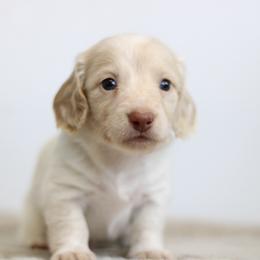 Quincey - Piebald male Dachshund puppy in Alto, Texas from Prima Dachshunds