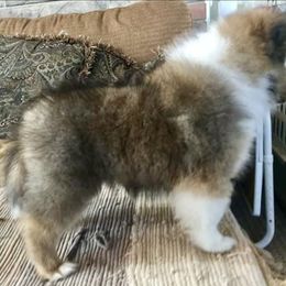 Shetland Sheepdog Puppies from September Morning Shelties