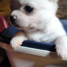 Lainey - Cream female Chihuahua puppy in Gerald, Missouri from OutLaw Chihuahua's