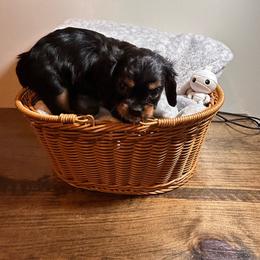 Black Tan - Black and tan female Cavalier King Charles Spaniel puppy in Port Barre, Louisiana from Bayou Cavaliers