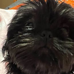 Storm - Shih Tzu