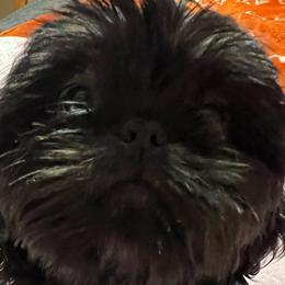 Storm - Shih Tzu