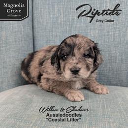 Riptide - Grey Collar - Blue merle male Aussiedoodle puppy in Oxford, Alabama from Magnolia Grove Doodles