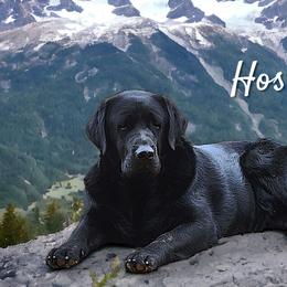 Hoss - Labrador Retriever