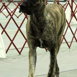 Great Danes from MEJADANES