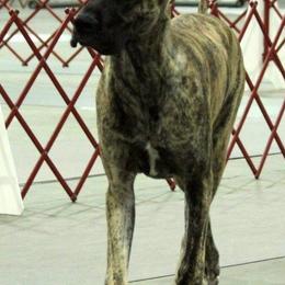 Great Danes from MEJADANES