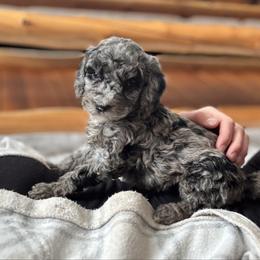 Nina - Merle female Bernedoodle puppy in Constableville, New York from Zehr’s Labradoodles & Bernedoodles