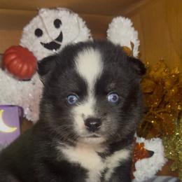 Onyx - Black and white male Pomsky puppy in Spring Hill, Florida from PDQ Pomskies