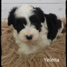 Yelena - Black and white female Sheepadoodle puppy in Farley, Iowa from Iowa's Doodle Co.