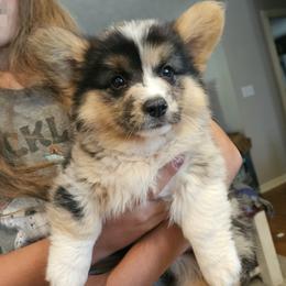 Fluffy Blue merle boy - male American Corgi puppy in Tennessee from Voneida Collies & Corgis
