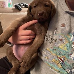 Chesapeake Bay Retriever Puppies from Bellus Chesapeakes
