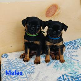 Brussels Griffon Puppies from Little Griffons