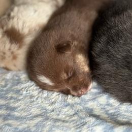 Boston - Chocolate male Pomsky puppy in Doon, Iowa from Luxury Pomsky
