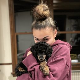 Poodle Puppies from Grandy’s Pretty Poodles