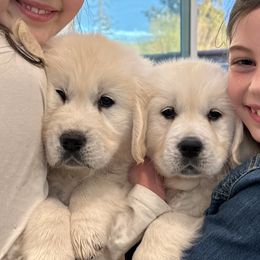 Golden Retriever puppies from Gildea Goldens