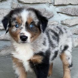 Miniature Australian Shepherd Puppies from Copper Creek Aussies