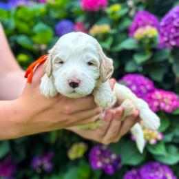 Foxglove (Fox) - Parti male Labradoodle puppy in Elizabeth City, North Carolina from Howdy Doodles