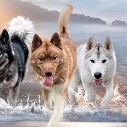 Siberian Huskies from Bleu Skies Siberian Huskies
