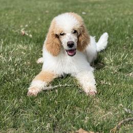 Pearl - Parti female Poodle puppy in Bellville, Ohio from Cedar Ridge Standard Poodles