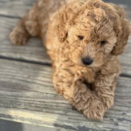 Poodle Puppies from Breahna Snay