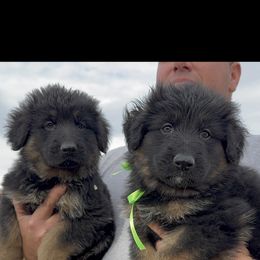 Boy 1 - Black and red male German Shepherd puppy in Powell, Wyoming from Von Reich Haus