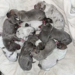 Great Dane puppies from Blue Diamond Danes