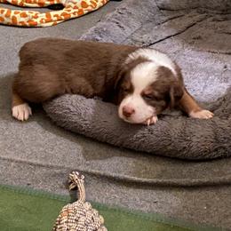 Australian Shepherd Puppies from Kent island Aussies