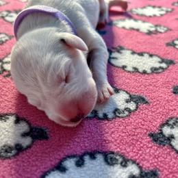 Pumpkin/lavender collar - Dalmatian puppy from Green Acre Dalmatians