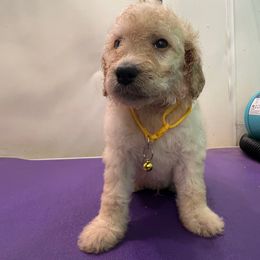 Cole Trickle- Yellow - Cream male Goldendoodle puppy in Van Buren, Missouri from Jami’s Goldendoodles & Poodles