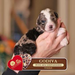 Godiva - Merle female Sheepadoodle puppy in Cleveland, Tennessee from Narrow Path Old English & Sheepadoodles