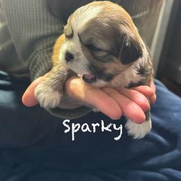 Sparky - Red gold male Lhasa Apso puppy in Waterford, Connecticut from Floofie Butts
