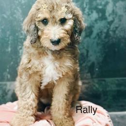 Rally - Sable female Bernedoodle puppy in Pasco, Washington from Camp Doodle Woods