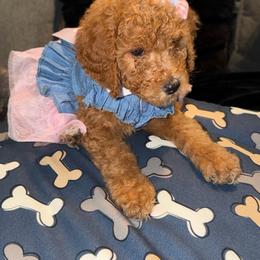 RUBY RED GIRL - Red  female Poodle puppy in Porter, Texas from KD's Luxury Nursery