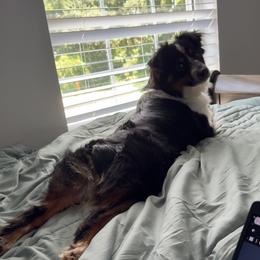 Cooky - Miniature Australian Shepherd