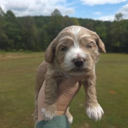 Honey - Buff and white female Cockapoo puppy in Rutherford County, North Carolina from Simply Grace Farms