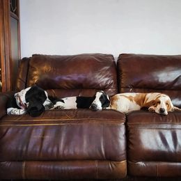 Basset Hound Puppies from Howlin Hounds