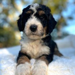 Monty - Tri-color male Bernedoodle puppy in Osage City, Kansas from Golden Ridge Goldens