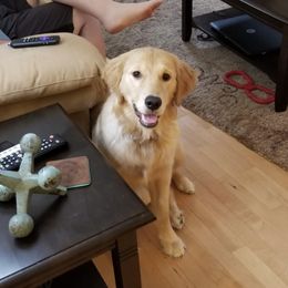 French Bulldog, Goldendoodle, and Golden Retriever Puppies from Crystal Coast Kennels, LLC