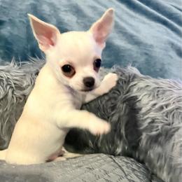 2.0 - Cream male Chihuahua puppy in Sanford, North Carolina from Bandit’s